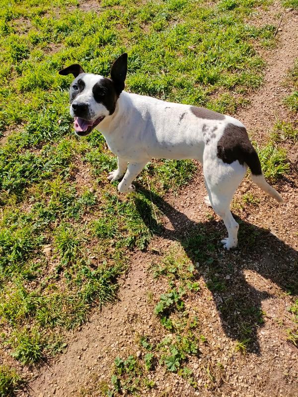 Alice - Un anno (nata indicativamente il 29 Febbraio 2024) - Simil Amstaff/Pointer - Taglia: Media - Carattere: molto affettuosa, buona, giocherellona Foto 9